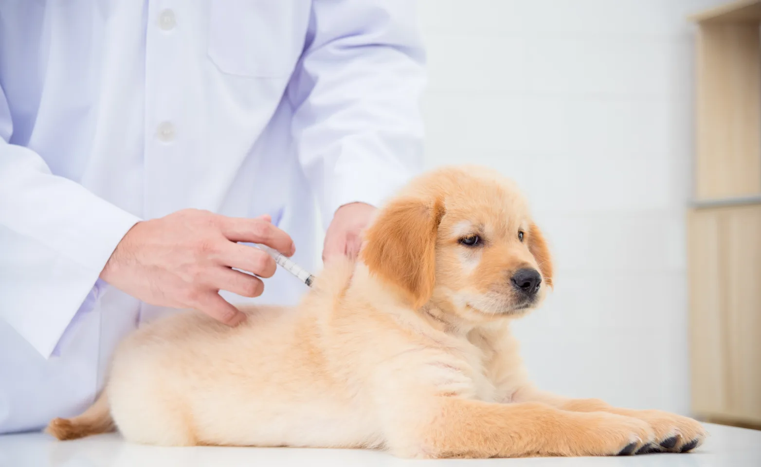 Dog receiving a vaccination